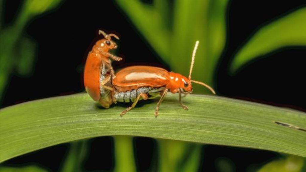 Hay muchos insectos -como los escarabajos- que tienen un pene muy largo en relación al tamaño de su cuerpo. (MR.KITIPORN MALINGERN)