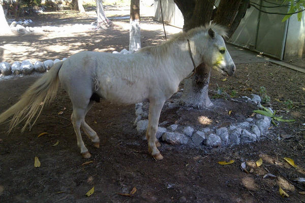 Ponny propiedad de Guayo Cano. (Foto: Prensa Libre)