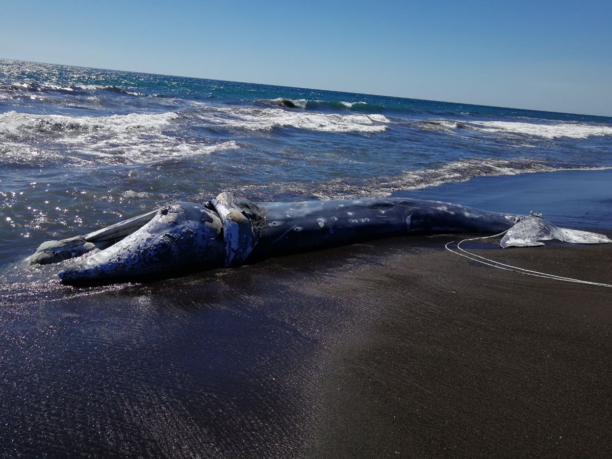 El cadáver de la ballena está en estado de descomposición. (Foto Prensa Libre: Enrique Paredes).