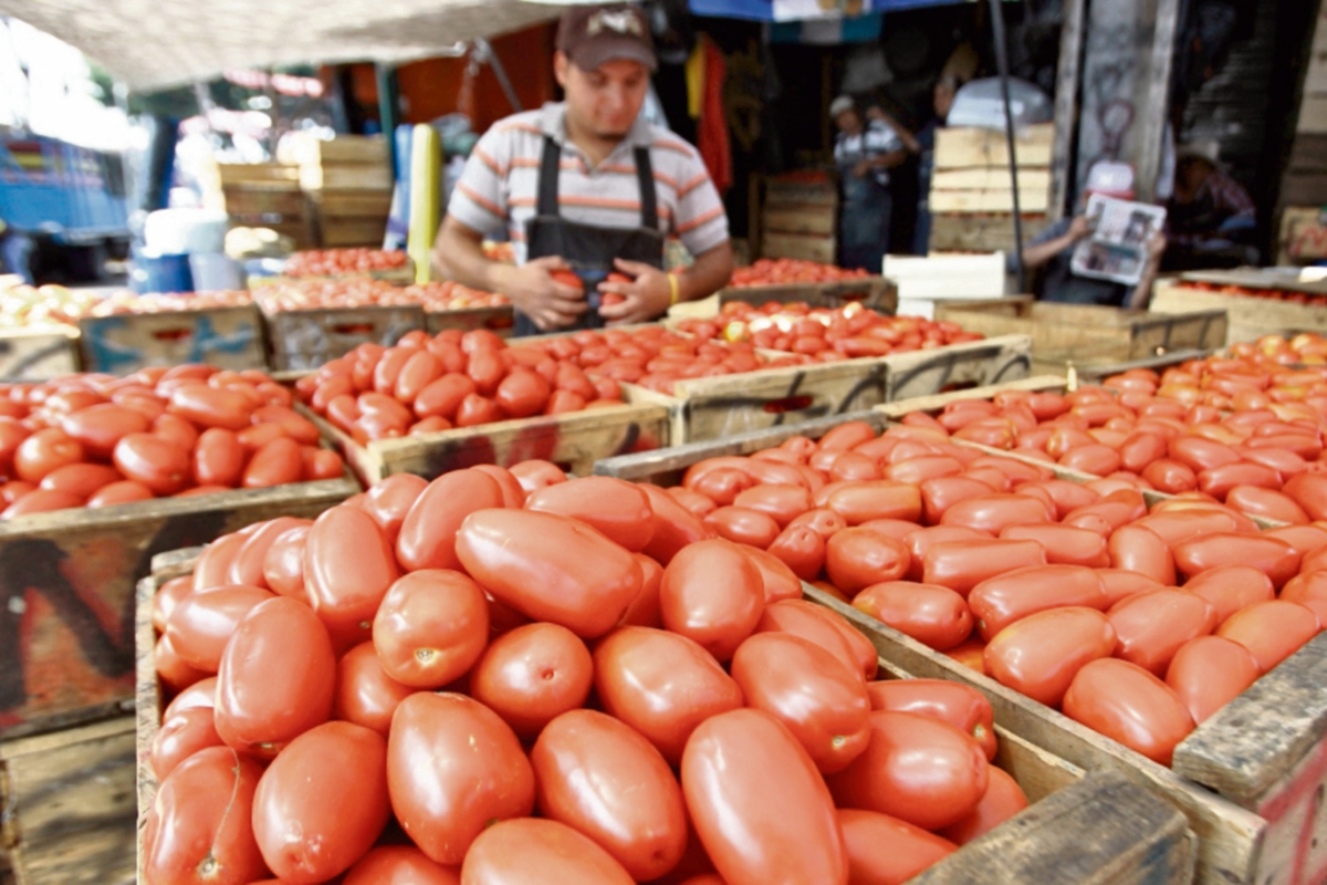 lluvias de noviembre afectaron cultivos de tomate y causaron baja en sus rendimientos. (FOTO PRENSA LIBRE: Álvaro Interiano)