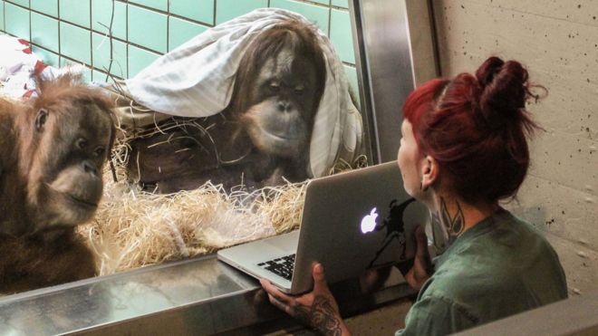 En un experimento previo en el zoológico Wilhelma en Stuttgart, Alemania, una orangutana mostró claramente su preferencia por un macho en particular. (FOTO: WILHELMA STUTTGART / HARALD KNITTER)