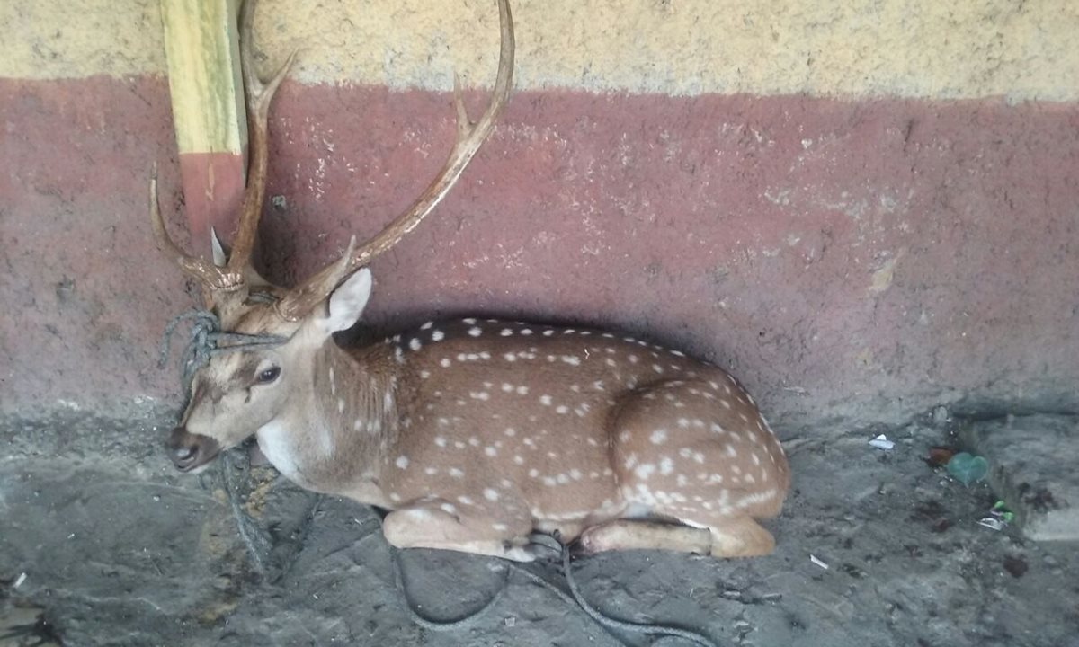 Venado rescatado fue localizado en la cuesta de Villalobos y entregado al Conap. (Foto Prensa Libre: Cortesía)