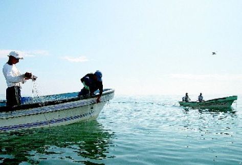 La veda aplicará en el Pacífico Oriental y el área conocida como corralito. (Foto Prensa Libre: Archivo)