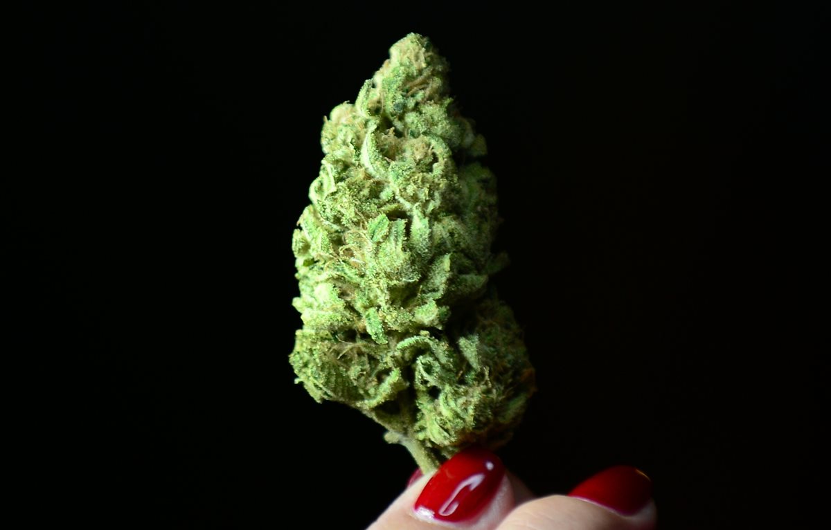 Los votantes de California, EE. UU., decidirán si legalizan la marihuana con fines recreativos en noviembre. (Foto Prensa Libre: AFP).