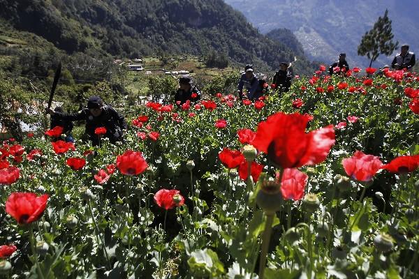 Policías erradican en San Marcos un cultivo de amapola. (Foto Prensa Libre: Archivo)<br _mce_bogus="1"/>