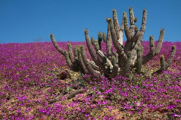 El desirto de Atacama en Chile florece gracias al cambio climático. ( AFP PHOTO/ANTOINE LASSAGNE)