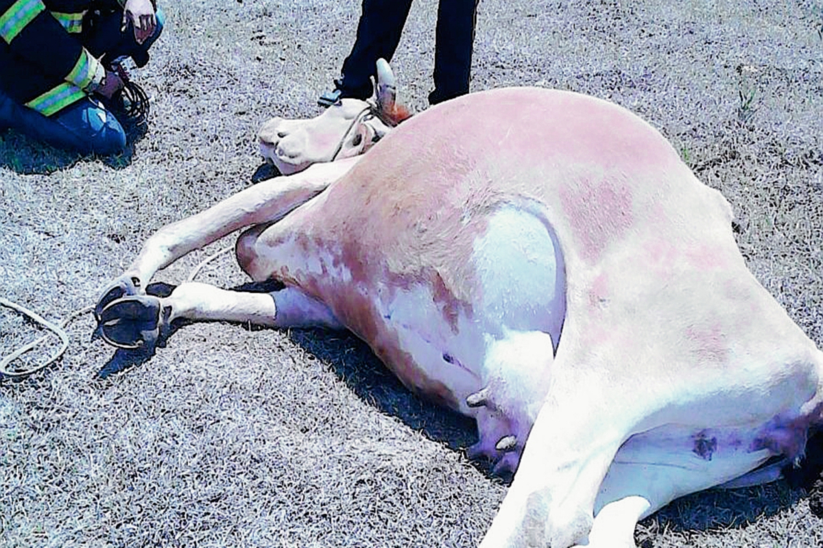 Una de las reses muertas  en Chinique, Quiché. (Foto Prensa Libre: Óscar Figueroa)