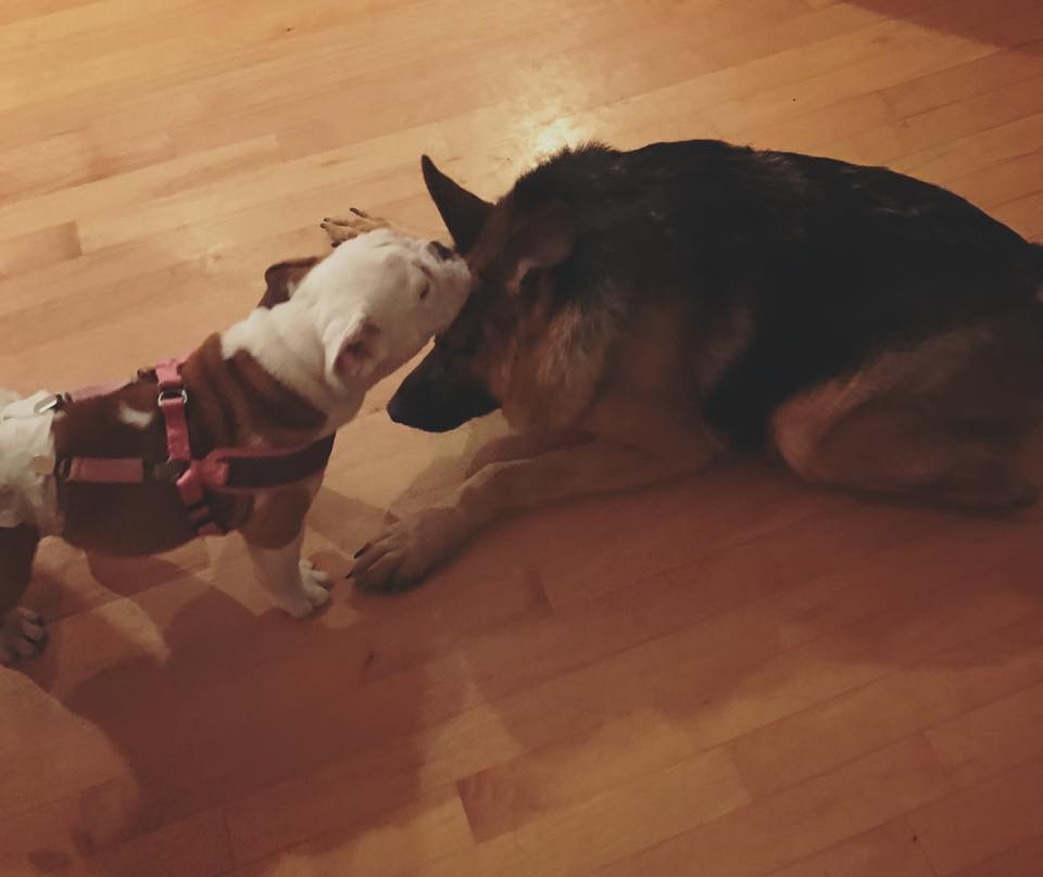 Quasimodo vive ahora junto a otros perros rescatados, en Minnesota, EE.UU.