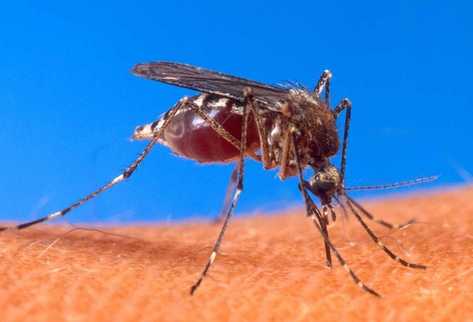 La malaria   se transmite por la picadura de mosquitos.