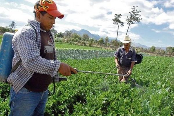 El programa beneficiará a agricultores familiares. (Foto Prensa Libre: Archivo)