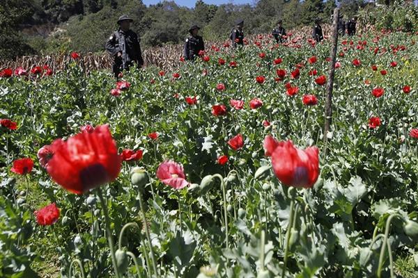 Los operativos de erradicación de amapola se realizaron entre el lunes y jueves pasado en regiones del municipio de Ixchiguán de San Marcos. (Foto Prensa Libre)