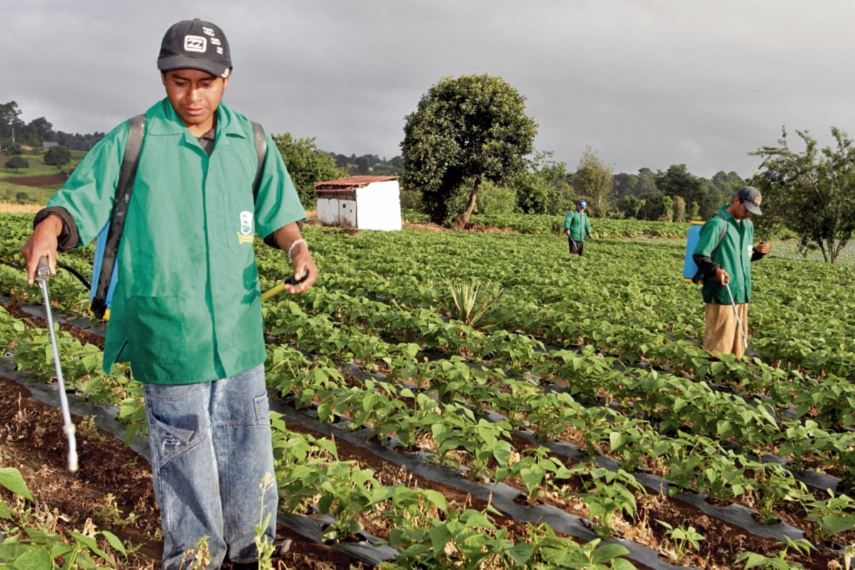 El trabajo de los extensionistas en el campo es brindar capacitación técnica sobre mejores prácticas agrícolas a pequeños productores del país.(Foto Prensa Libre:Hemeroteca PL)