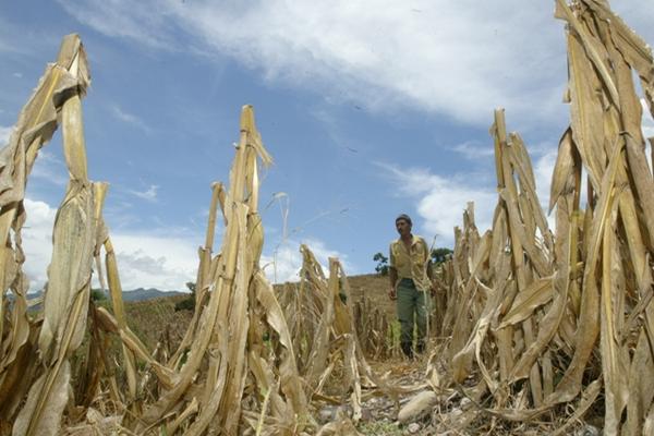 El 2009 se registró una sequía que afectó a pobladores del oriente del país. (Foto Prensa Libre: Archivo)<br mce_bogus="1"/>