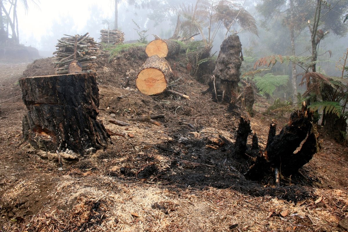 La deforestación es una de las principales causas de la pérdida de suelo agrícola. (Foto Hemeroteca PL)