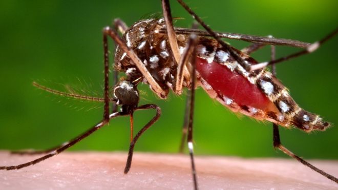 La inmensa mayoría de los mosquitos no transmite enfermedades.