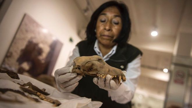 En el Parque de Las Leyendas se han encontrado 138 cráneos de perros y 134 de humanos desde 2012. (Foto Prensa Libre: Ernesto Benavid Es/ Getty Images)