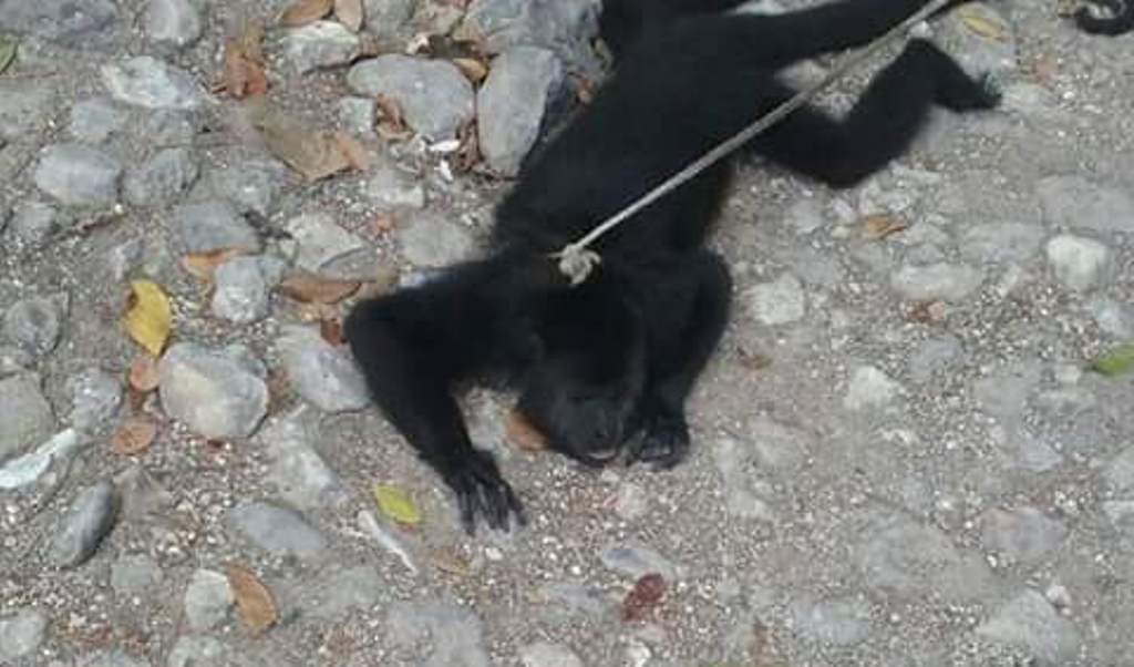 Mono rescatado por agentes de Diprona. (Foto Prensa Libre: Rigoberto Escobar).