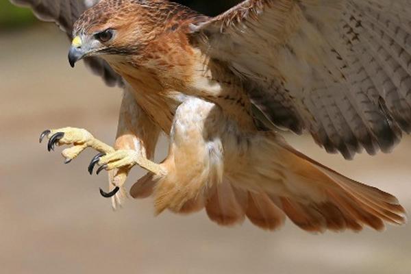 Halcones contra palomas, una vieja técnica para frenar plaga