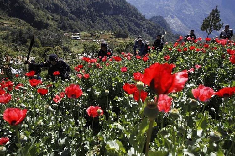 Policías participan en un operativo para la erradicación de amapola en San Marcos. (Foto Prensa Libre: Whitmer Barrera)