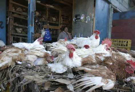 En México se han detectado decenas de casos de gripe aviar durante el año. (Foto Prensa Libre: Hemeroteca PL)