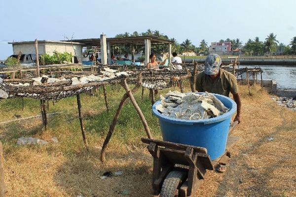 Al caer la tarde, los cortes de pescado se recogen y  colocan en una bodega.