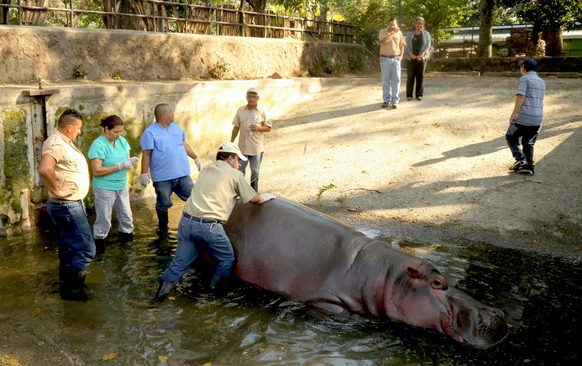Personal del zoológico de El Salvador atendiendo al hipopótamo "Gustavito". (Foto Prensa Libre: EFE).
