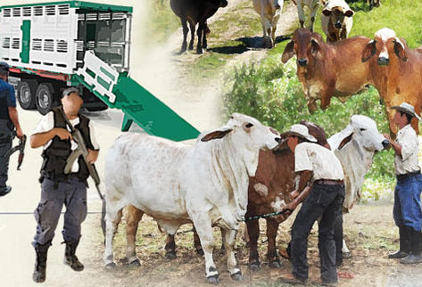 En un mes se han sustraído 2 mil 580 cabezas de ganado. (Foto Prensa Libre: Rosana Rojas)