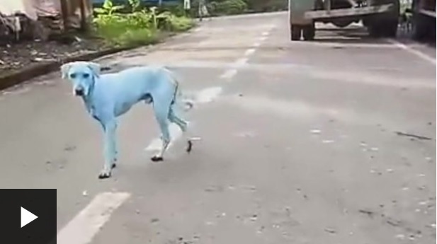 El misterio de los perros azules de India.
