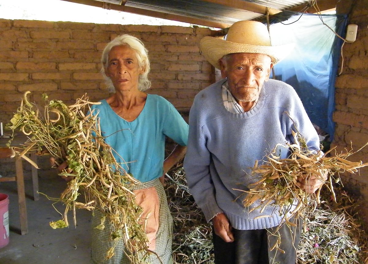 Campesinos de Sanarate, El Progreso, muestran daños en cultivos a causa de la sequía que les afecta. (Foto Prensa Libre: Héctor Contreras)