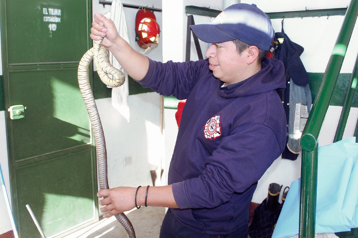 El socorrista Marco García, muestra la serpiente. (Foto Prensa Libre: Víctor Chamalé)