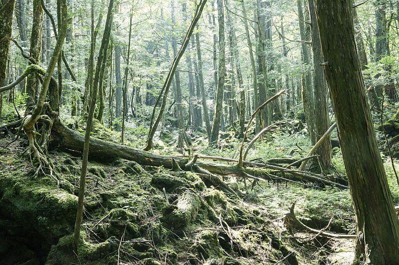 La montaña Aokigahara es el preámbulo al majestuoso monte Fuji, en Japón. (Foto: AFP)