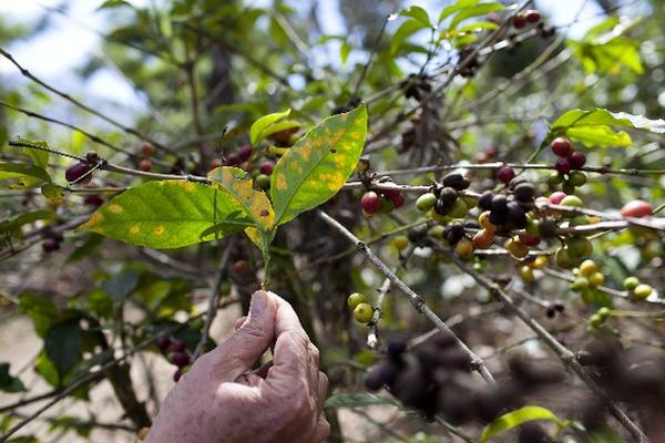 La roya daña los cafetos y el grano.