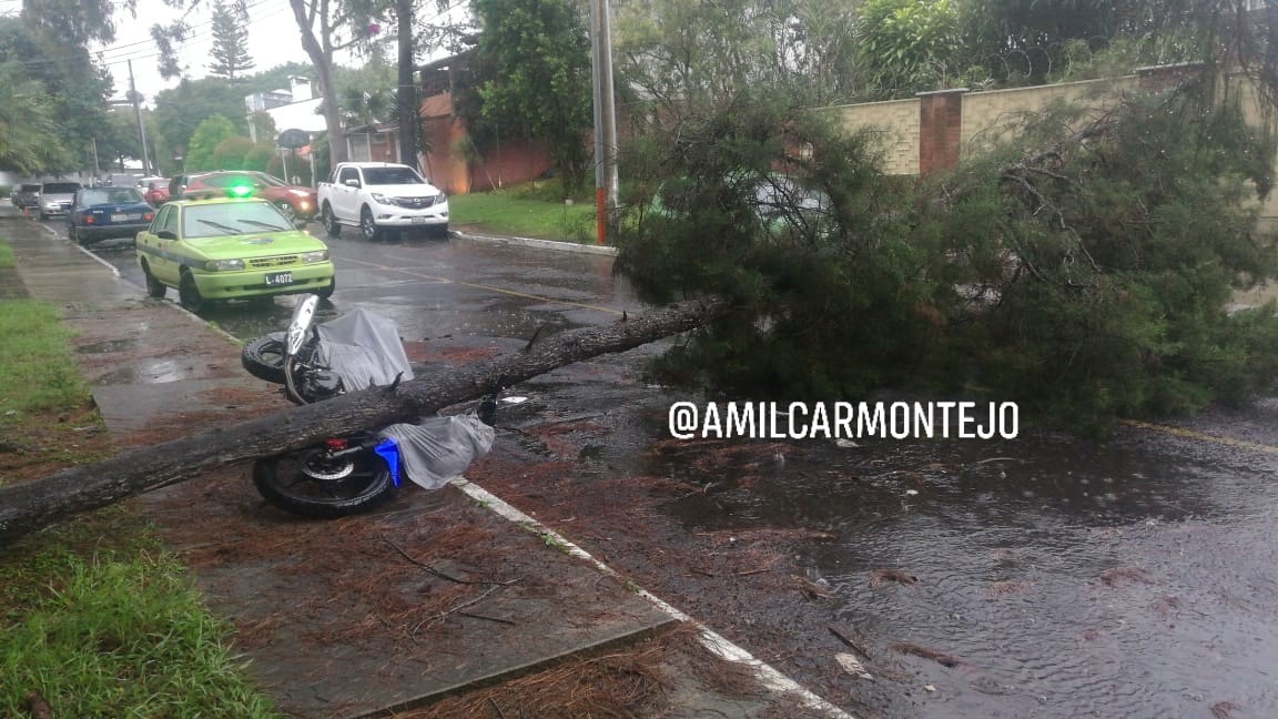 Árbol se cayó en 5a. calle A y 16 avenida, colonia Maestro 2, en zona 15. En el incidente no hubo personas lesionadas. (Foto Prensa Libre: Cortesía)