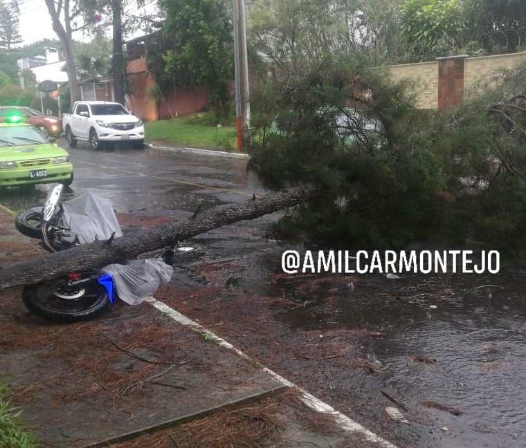 Árbol se cayó en 5a. calle A y 16 avenida, colonia Maestro 2, en zona 15. En el incidente no hubo personas lesionadas. (Foto Prensa Libre: Cortesía)