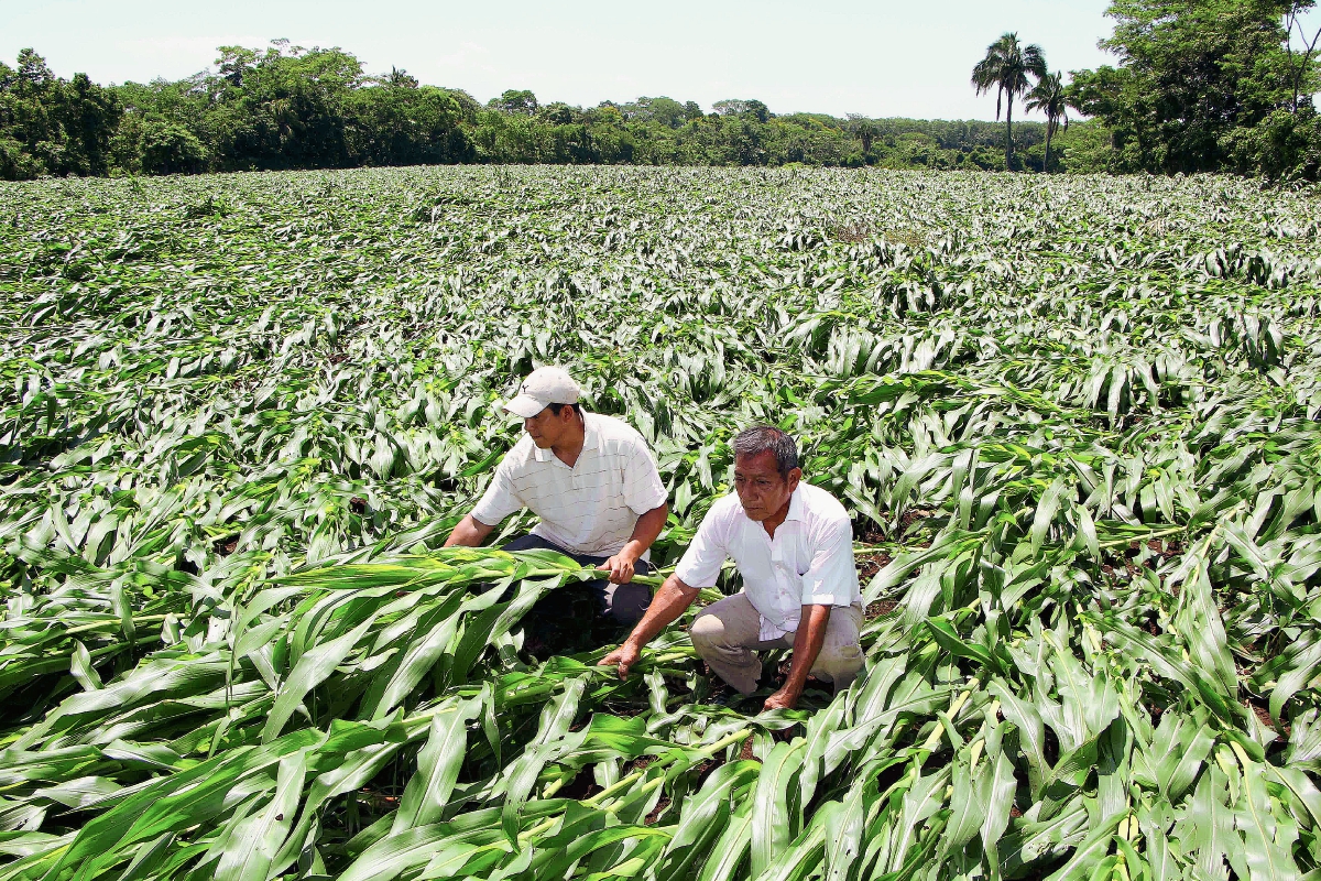 Dos agricultores  observan cómo quedó la plantación de maíz a causa de los fuertes vientos que azotaron  en  la aldea Las Pilas, Sector 2, de la cabecera de Retalhuleu. (Foto Prensa Libre: Rolando Miranda)