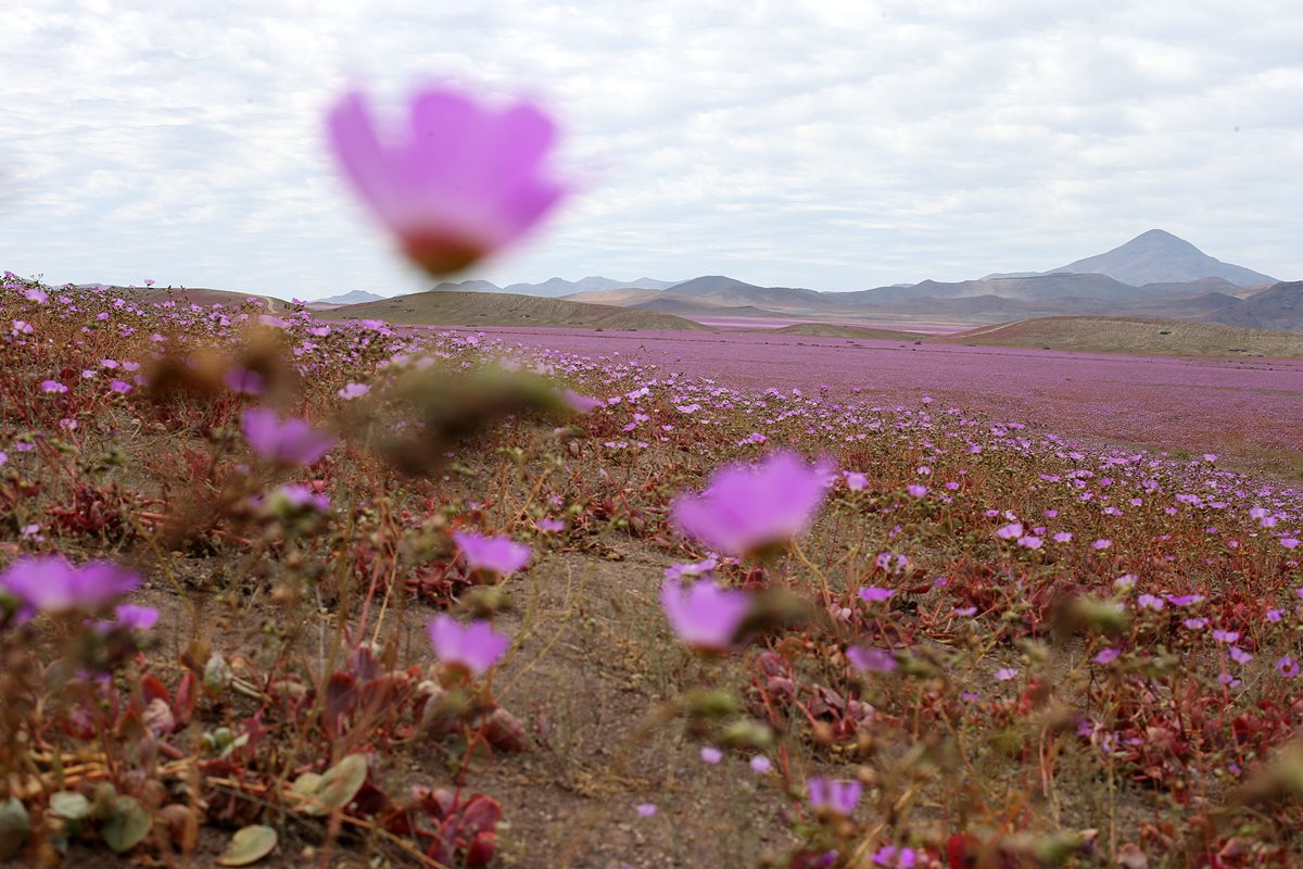 Inusual paisaje en el desierto de Atacama, Chile. (Foto Prensa Libre: AFP).