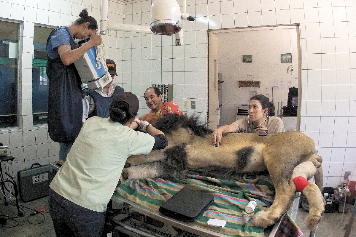 Radiografía a la dentadura de un  león.   Foto: cortesía Zoológico La Aurora