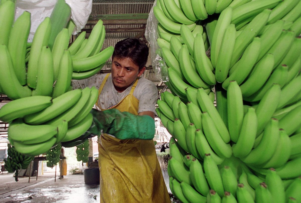 El banano desplazó en 2015 al café y le superó en generación de ingreso de divisas. (Foto Prensa Libre: Hemeroteca PL)