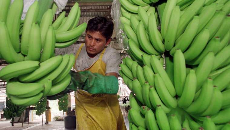 El banano desplazó en 2015 al café y le superó en generación de ingreso de divisas. (Foto Prensa Libre: Hemeroteca PL)