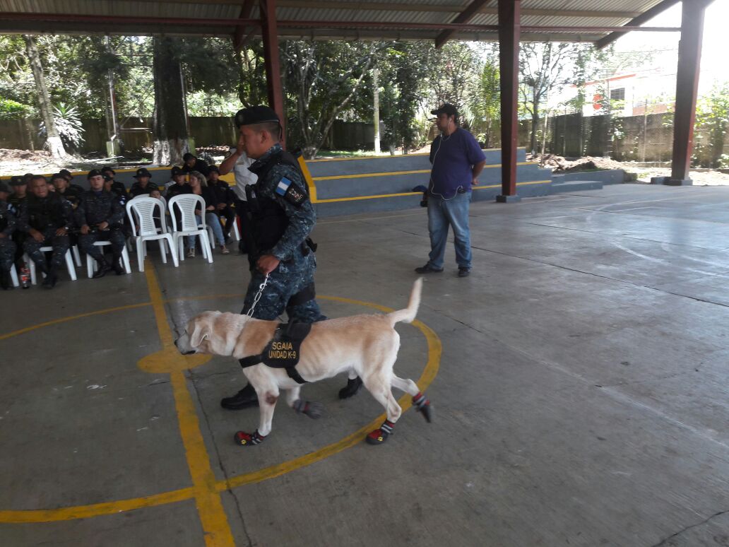 Uno de los agentes caninos retirados por la Policía Nacional Civil (PNC), luego del tiempo de servicio requerido. (Foto Prensa Libre: PNC)