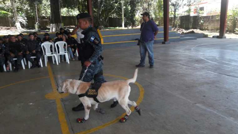 Uno de los agentes caninos retirados por la Policía Nacional Civil (PNC), luego del tiempo de servicio requerido. (Foto Prensa Libre: PNC)
