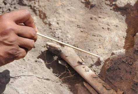 Los restos óseos de una decena de mamíferos extinguidos podrían tener entre 11 mil y 10 mil años de antigüedad.