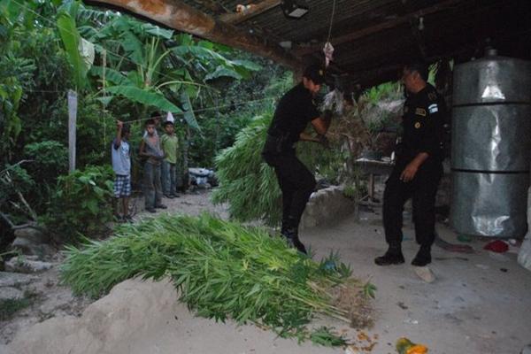 El sembradío de marihuana está valorado en Q.37 mil 875, indicó la Policía. (Foto Prensa Libre: PNC)