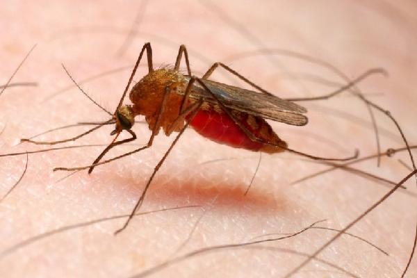 la malaria se transmite a través del mosquito Anopheles.