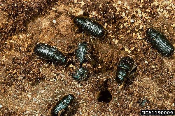 El escarabajo asesino está tiñiendo de rojo el manto verde que se extiende desde Nuevo México a Alberta (Canadá)