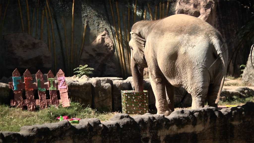 El elefante “Trompita” revisa su regalo.