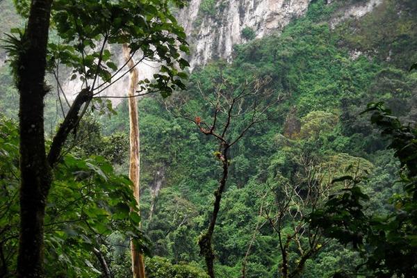 El bosque  de Zunil, Quetzaltenango, es uno de los pocos lugares que  el águila solitaria habita en Guatemala, según ambientalistas que estudian el comportamiento de esa especie. (Foto Prensa Libre: Alejandra Martínez).
