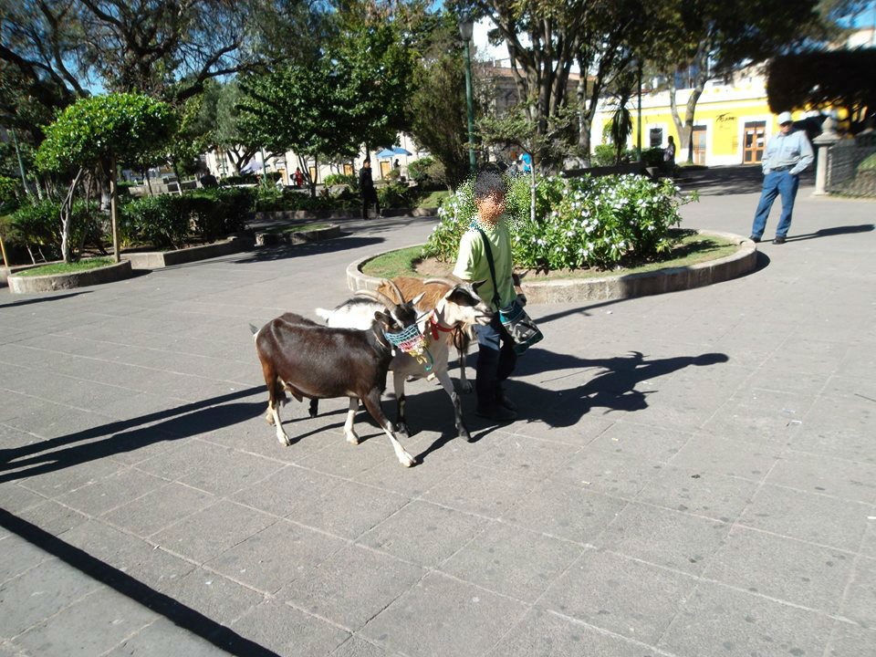Niño al que un trabajador municipal le habría incautado varias cabras en Xela. (Foto Prensa Libre: Facebook Poder de la Palabra)