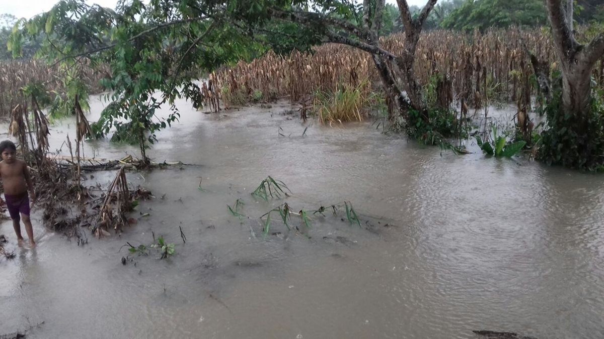 Varios terrenos con sembradíos de maíz fueron dañados por las inundaciones. (Foto Prensa Libre: Héctor Cordero)