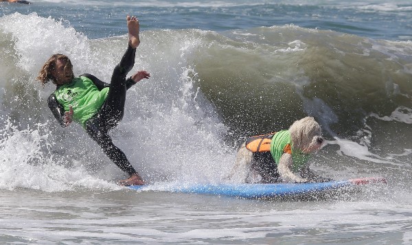 Un etrenador cae al acompañar a un perro surf en Huntington Beach, California. (Foto Prensa Libre: AFP)
